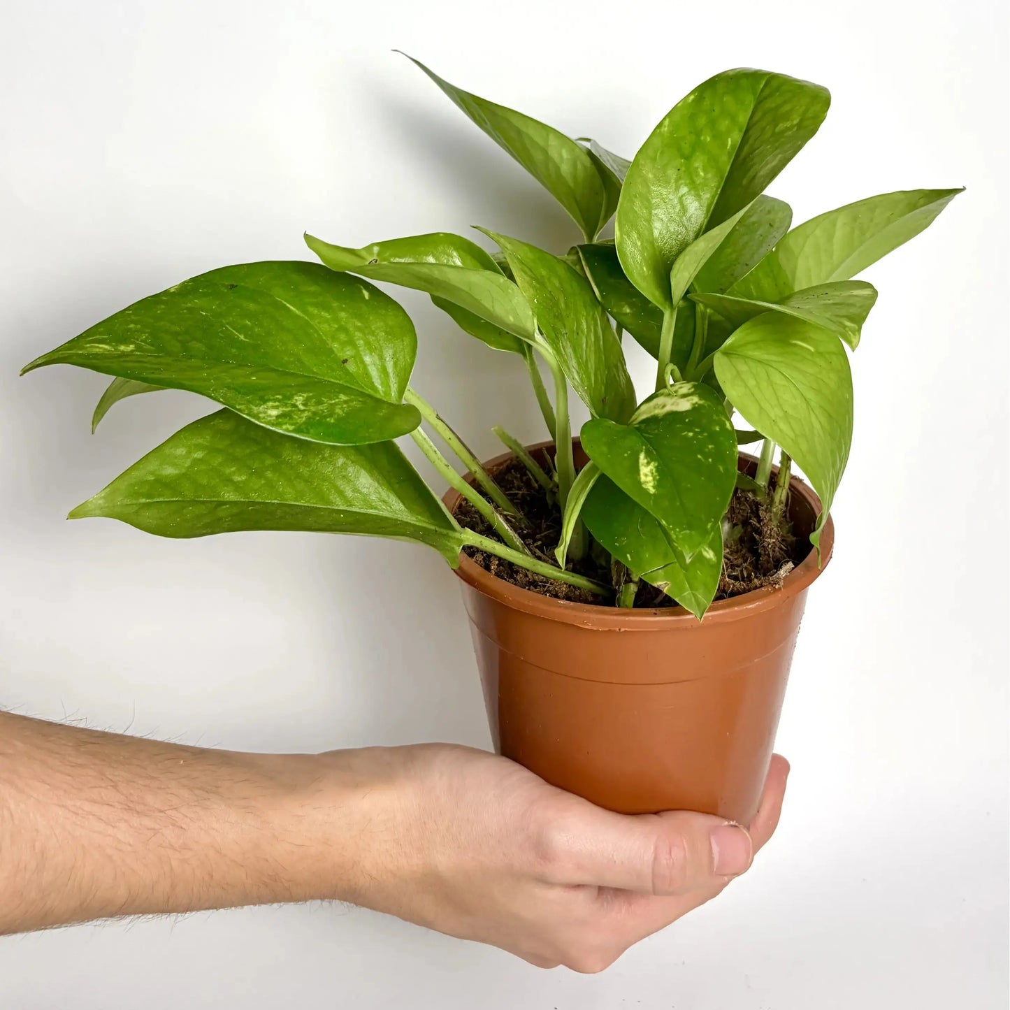 Epipremnum Pinnatum Aureum "Pothos" Havre Vert