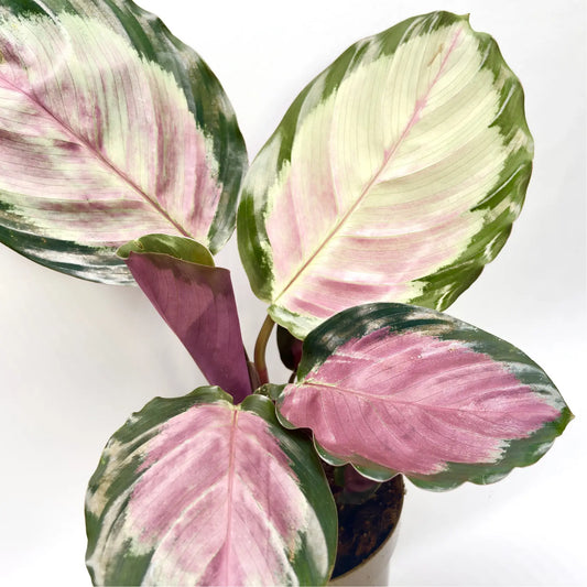 Calathea Roseopicta Rosy Havre Vert