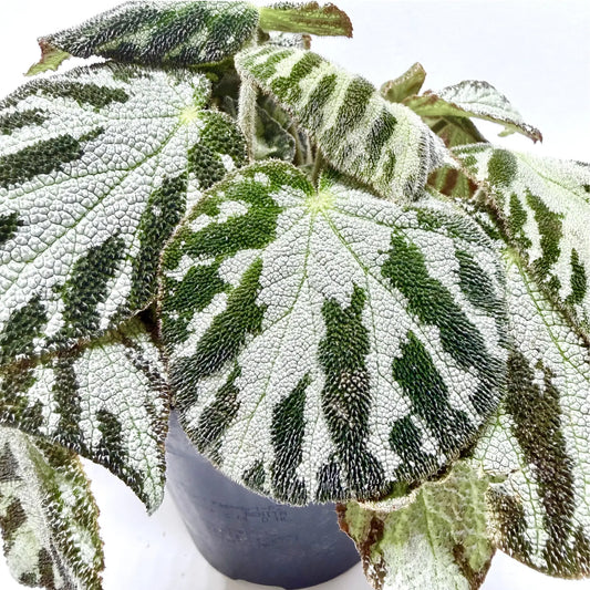 Begonia Silver Jewell Havre Vert