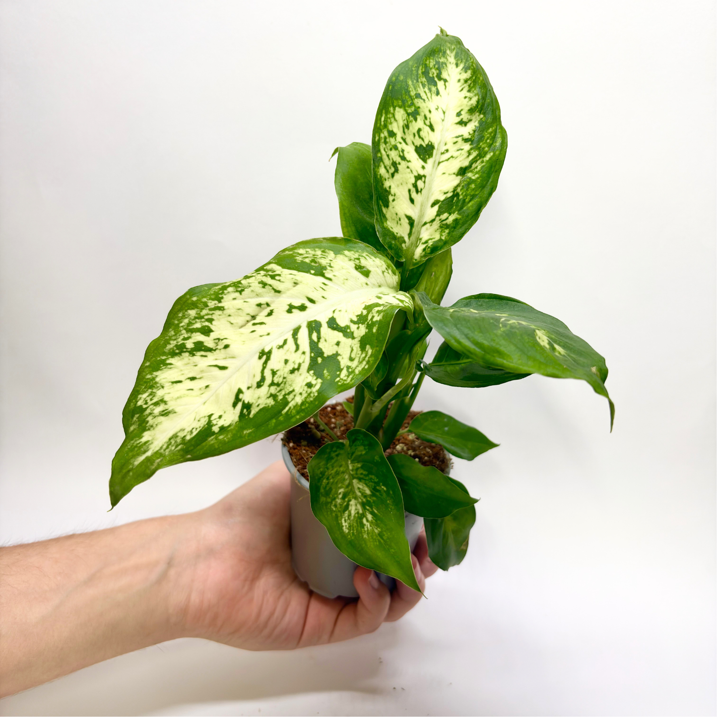 Dieffenbachia "Compacta"