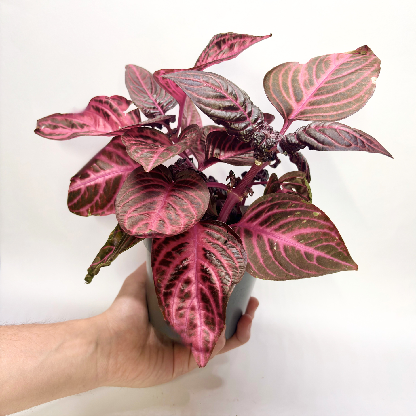 Iresine Herbstii "Red"