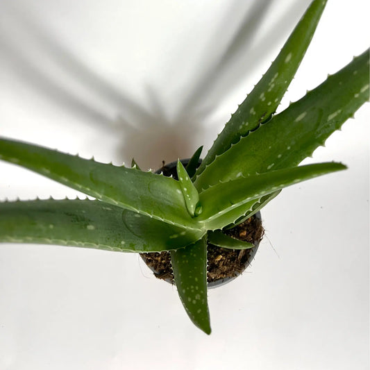 Aloe Vera Havre Vert
