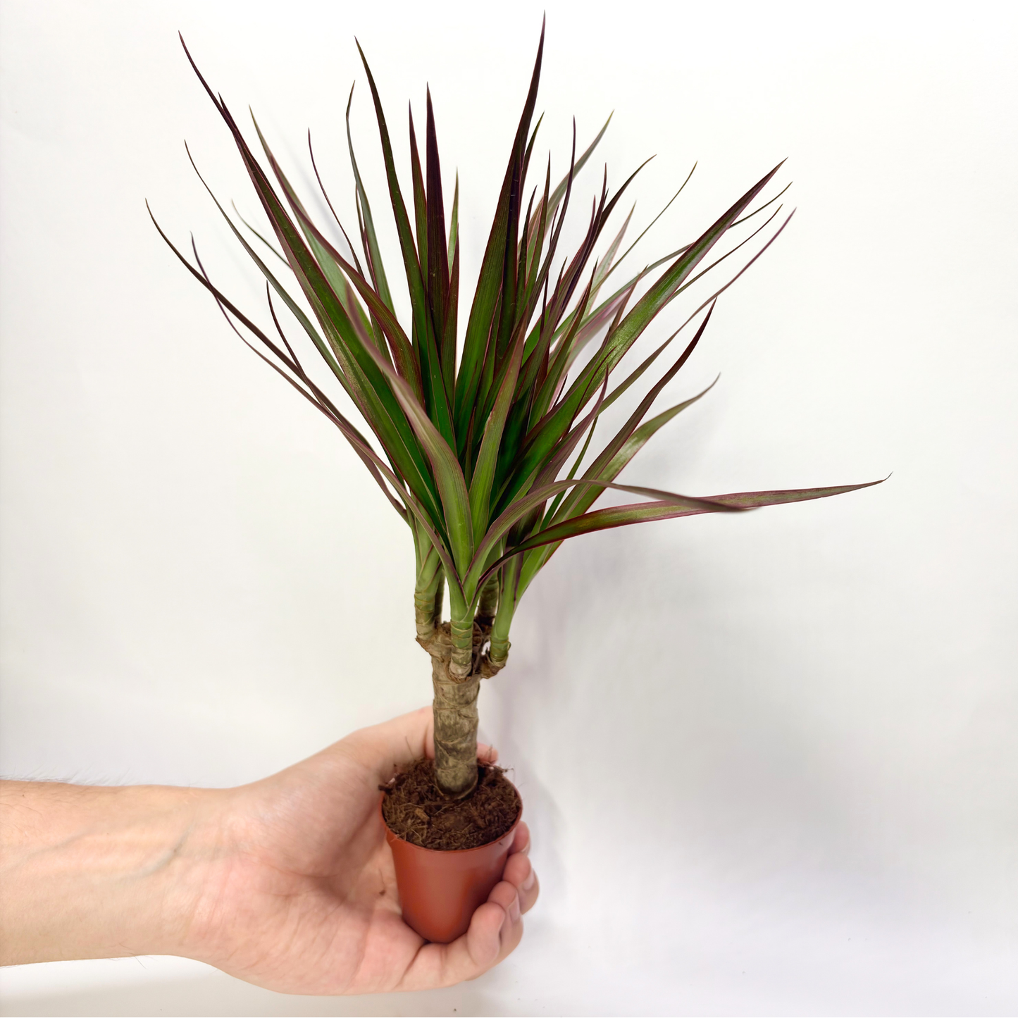 Dracaena Marginata Magenta "Tiny Tummy"
