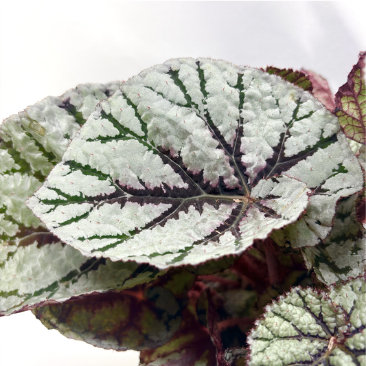 Begonia Rex Fedor