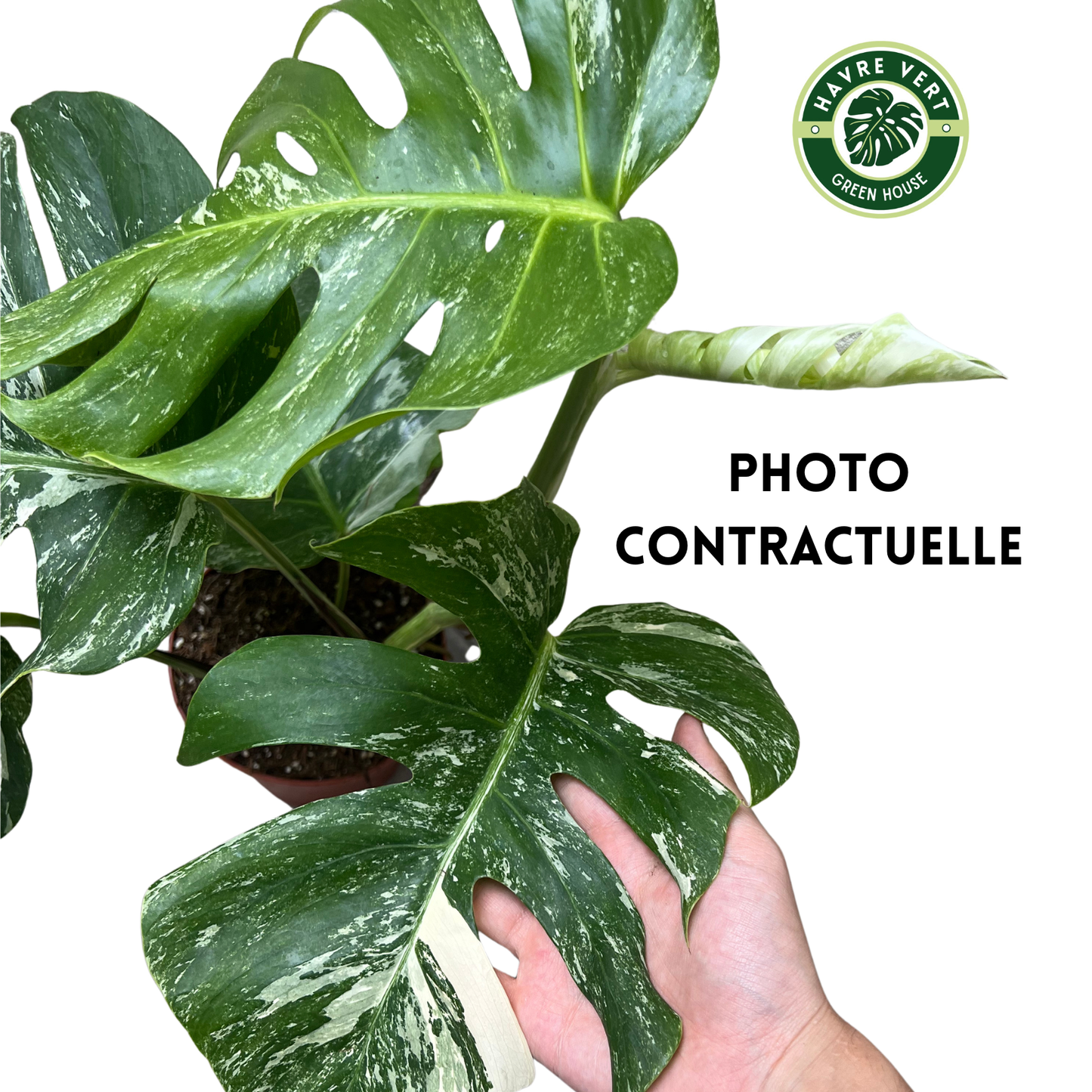 Monstera Deliciosa Albo Variegata N°3