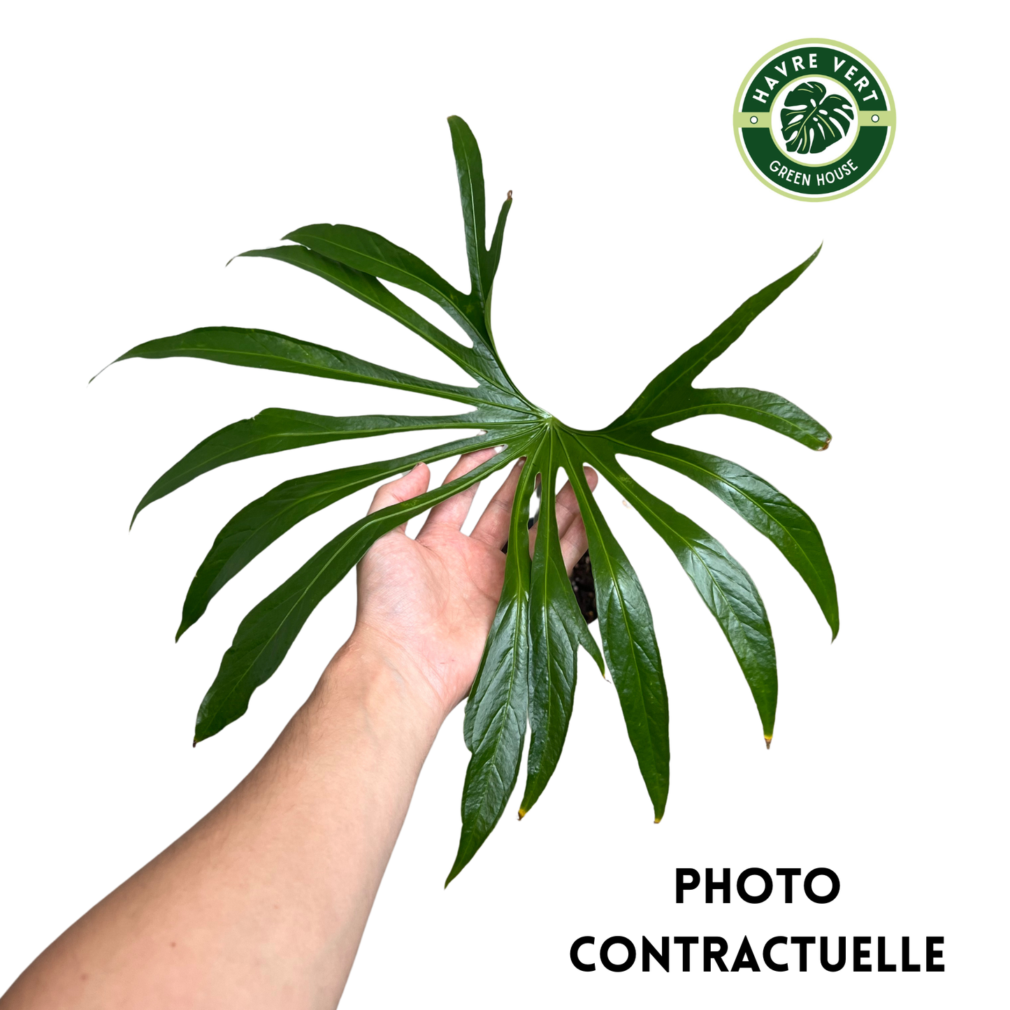 Anthurium Pedatoradiatum XL N°2