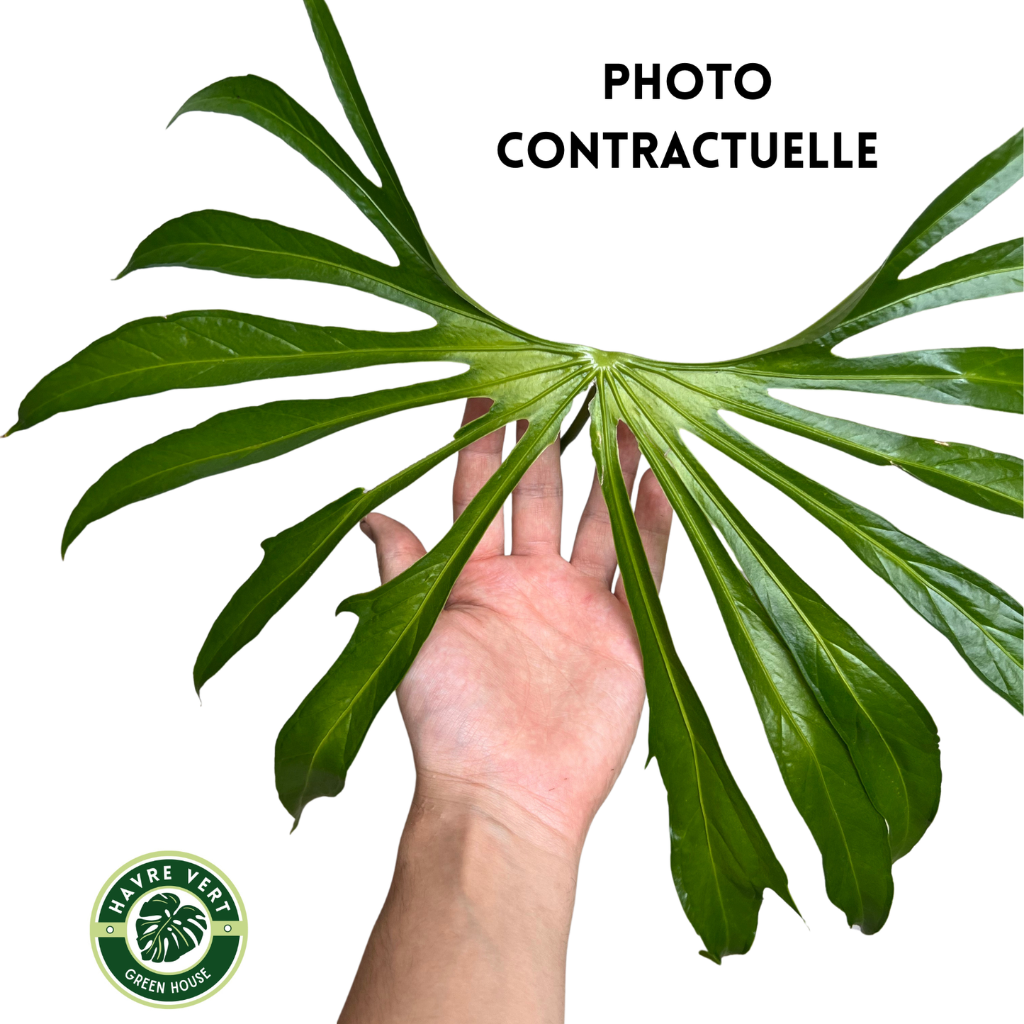 Anthurium Pedatoradiatum XL N°3