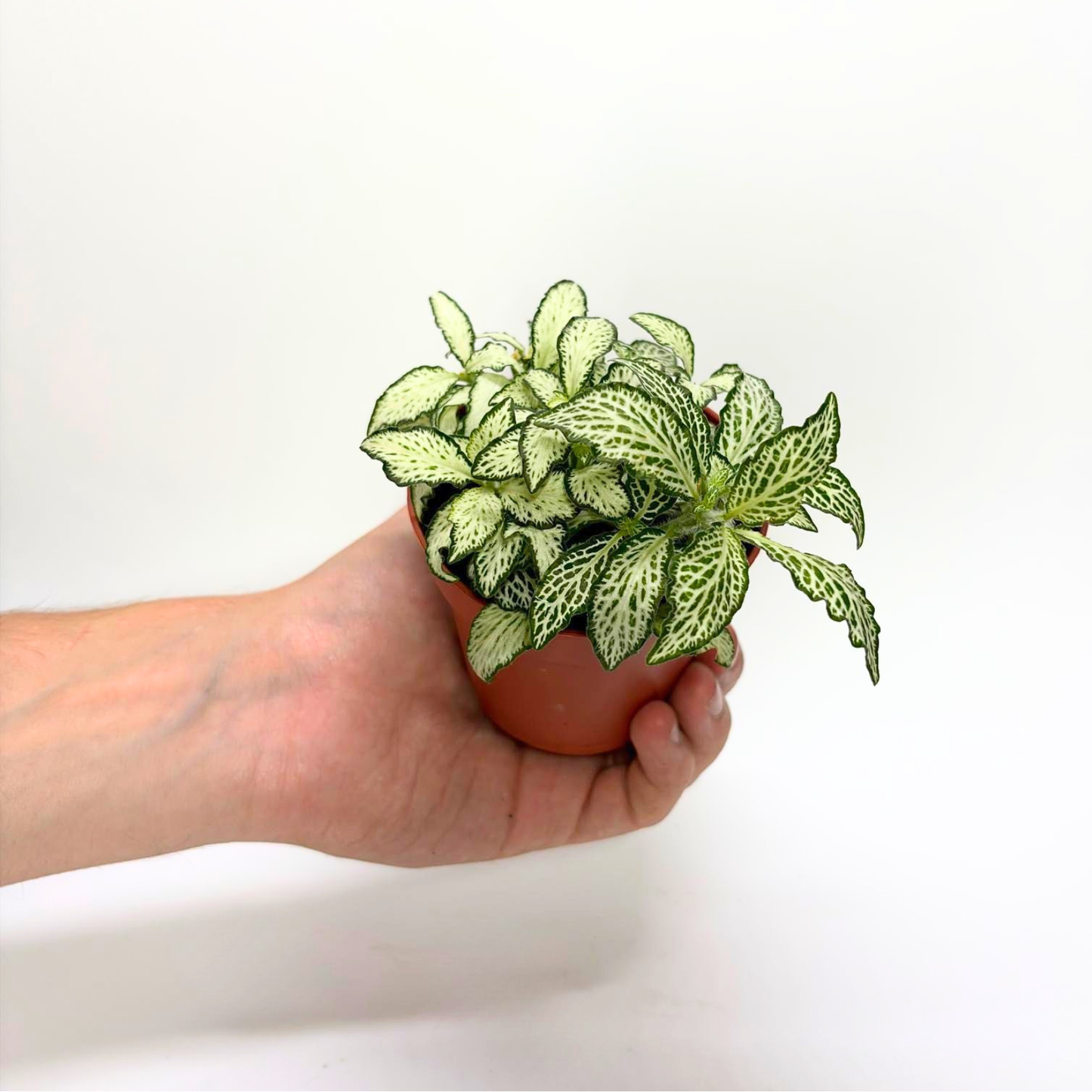 Fittonia verschaffeltii "White"