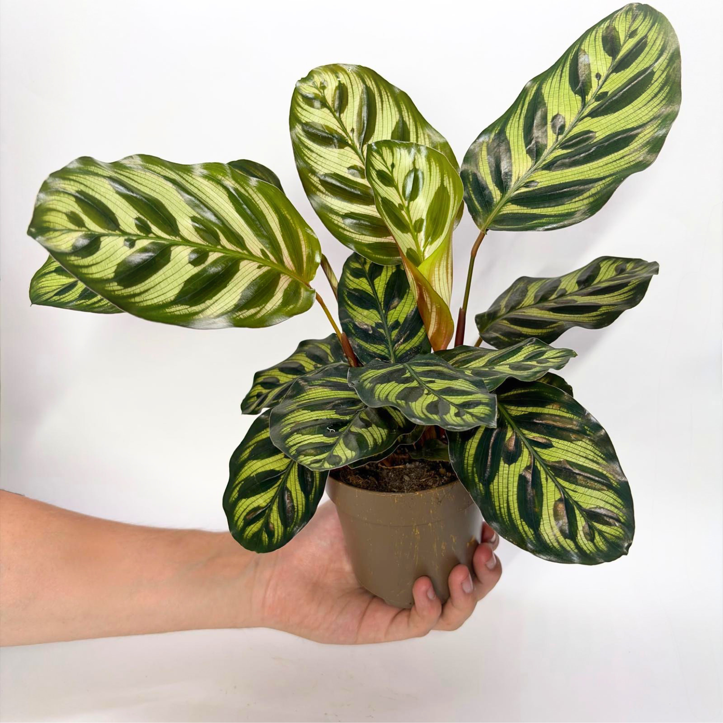 Calathea Makoyana