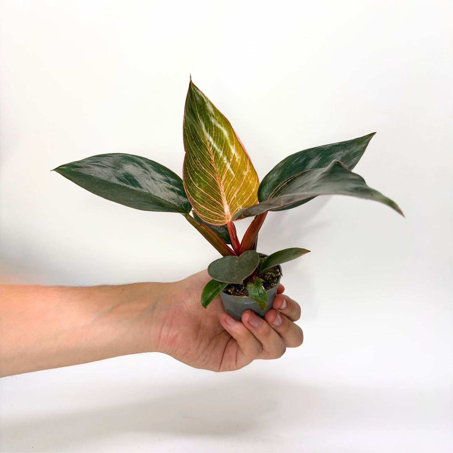 Philodendron Pink Bikini
