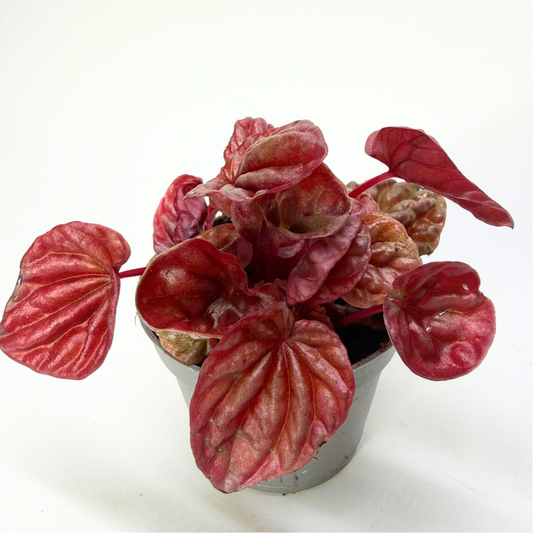 Peperomia Caperata "Quito"