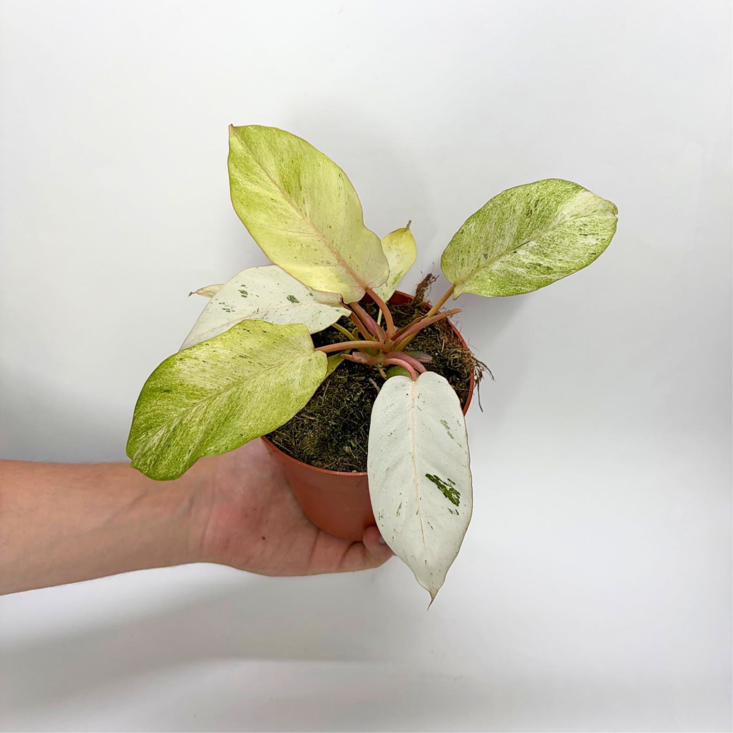 Philodendron Snowdrift