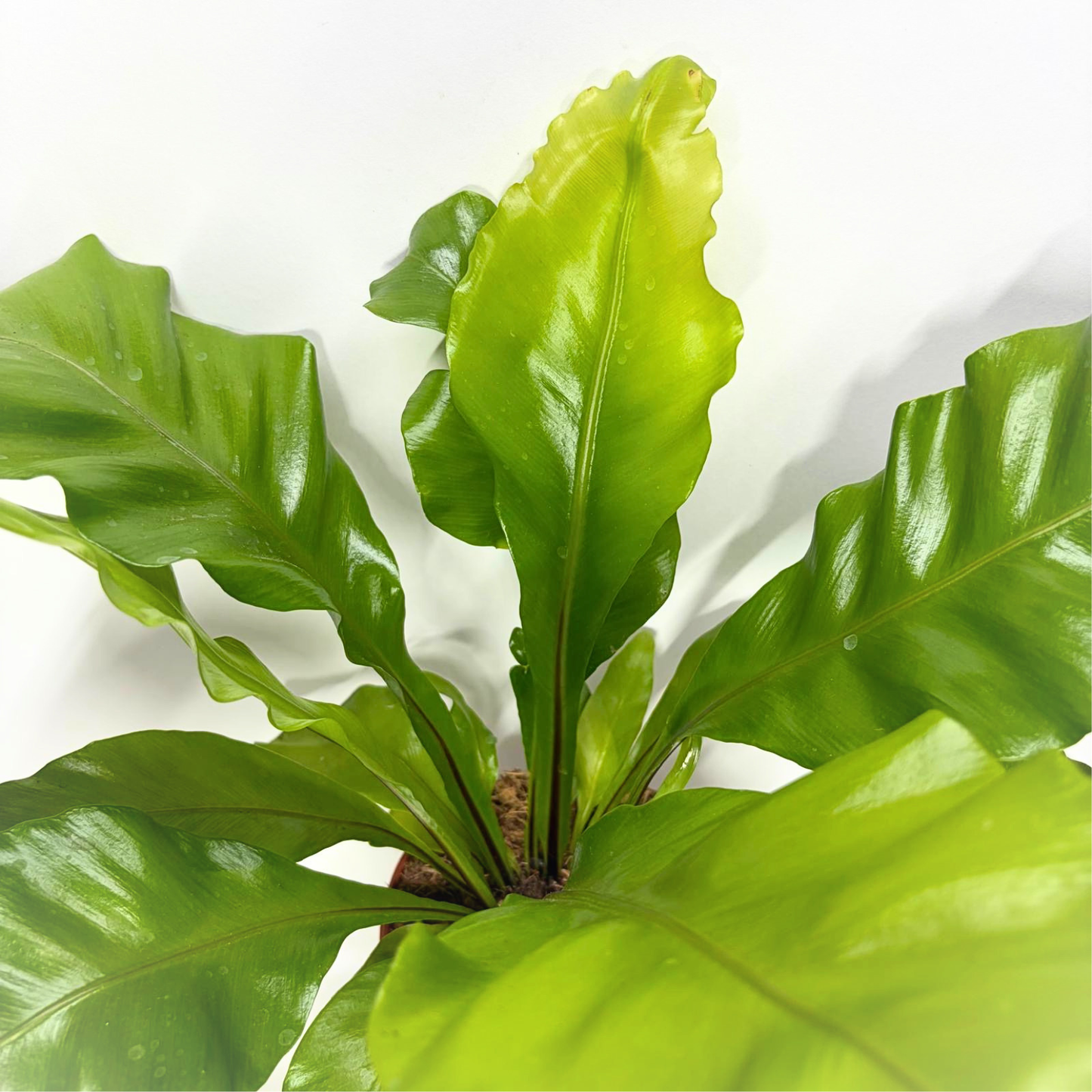 Asplenium nidus