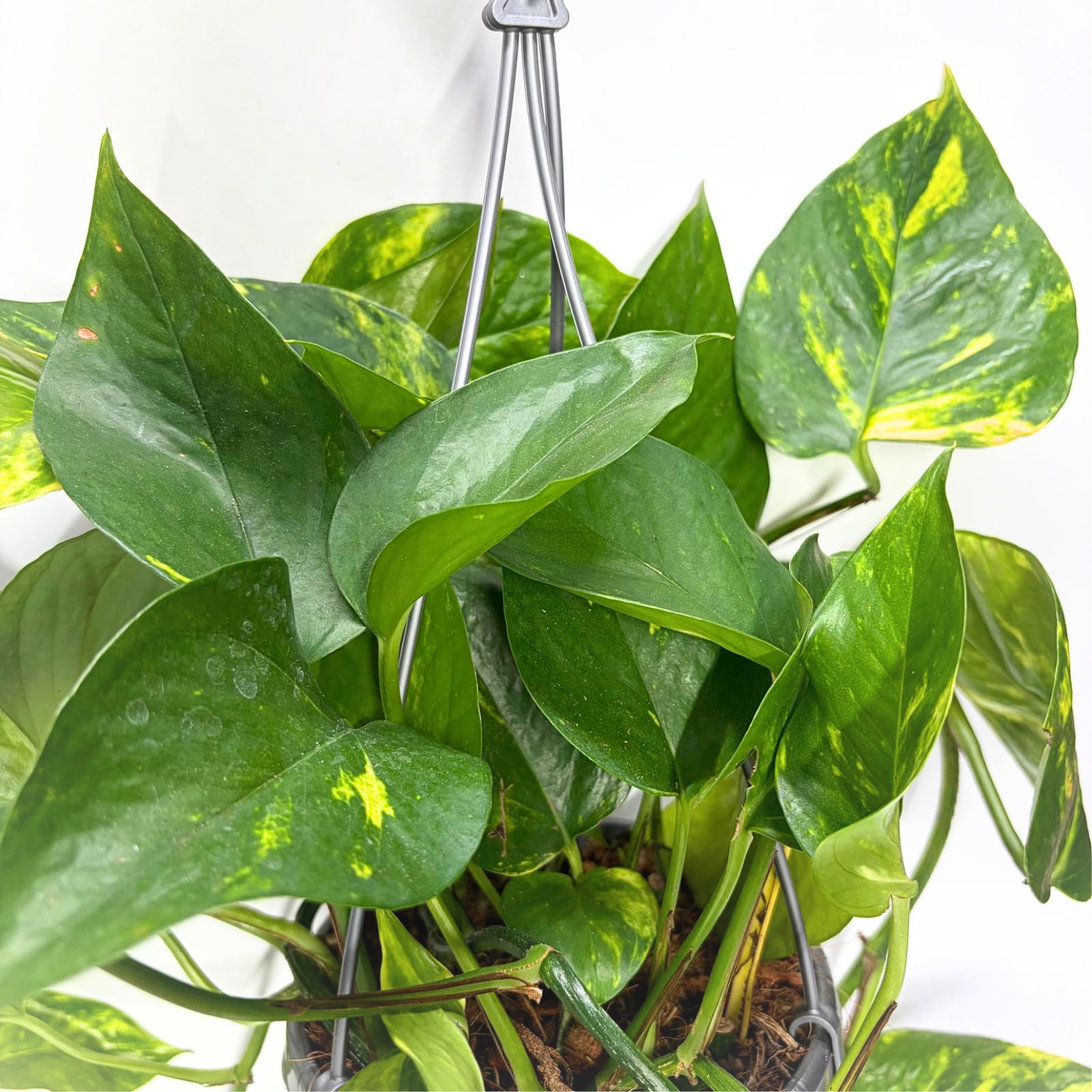Epipremnum Pinnatum Aureum "Pothos" - Suspension