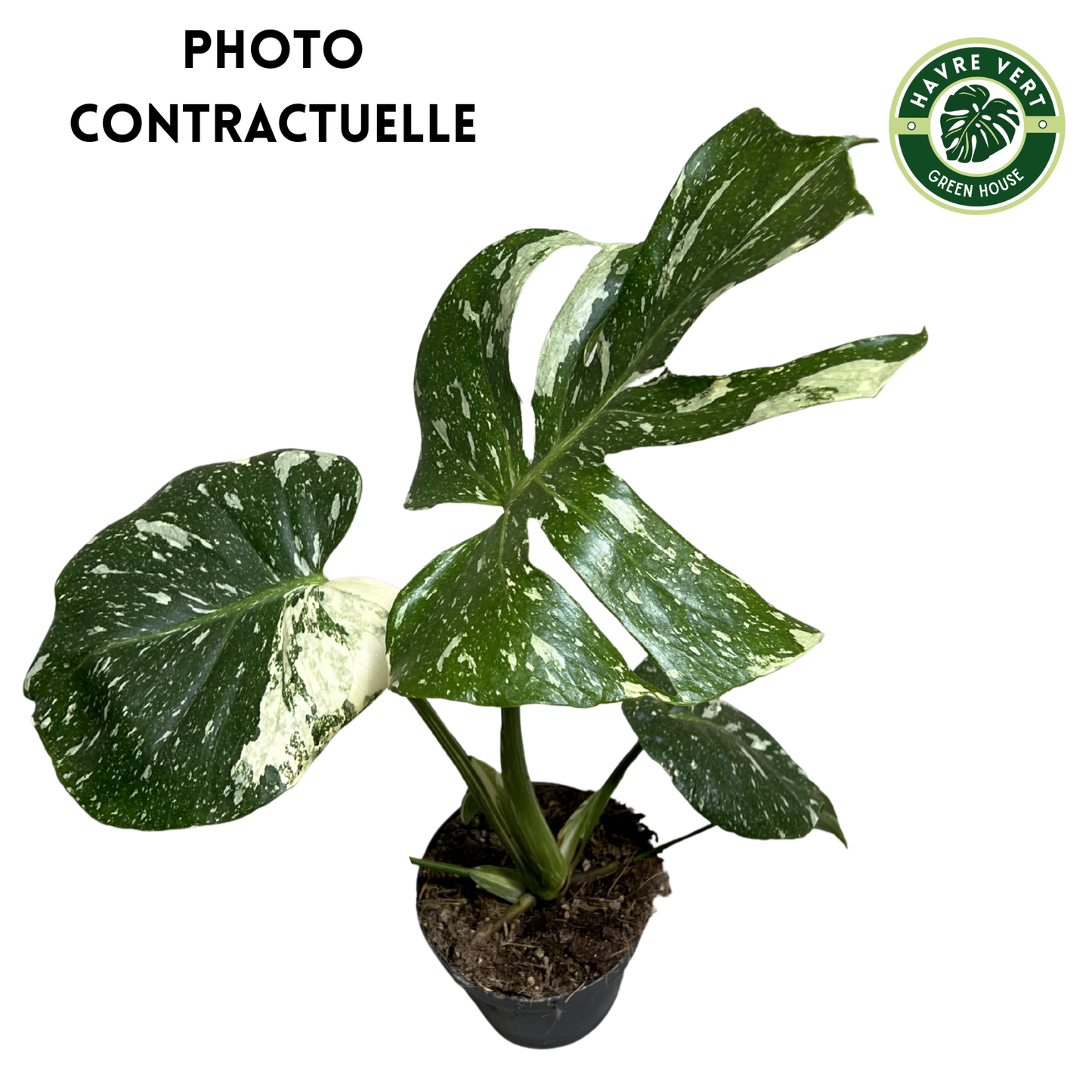 Monstera Deliciosa Thaï Constellation N°2