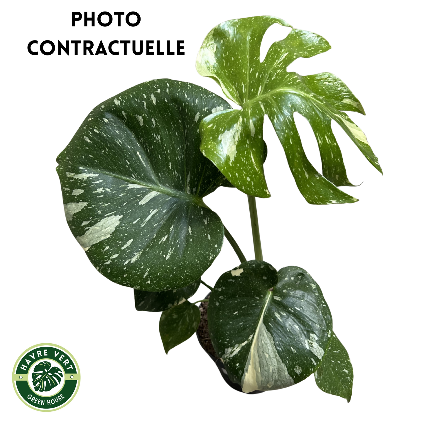 Monstera Deliciosa Thaï Constellation N°3