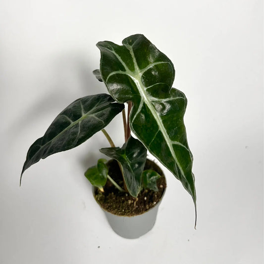Alocasia Amazonica - Baby Havre Vert