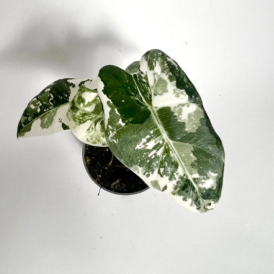 Alocasia Frydek Variegata - Baby Havre Vert