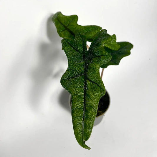 Alocasia Jacklyn - Baby Havre Vert