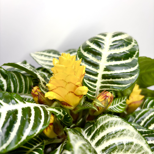 Aphelandra squarrosa