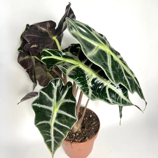 Alocasia Amazonica Havre Vert
