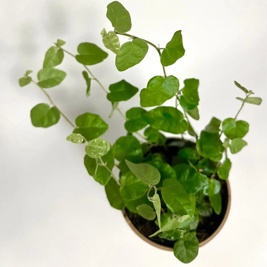 Ficus Pumila "Green Sunny" Havre Vert