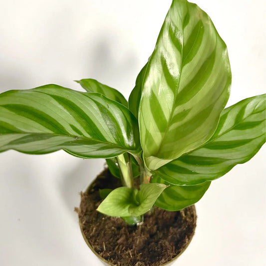 Calathea Freddy Havre Vert