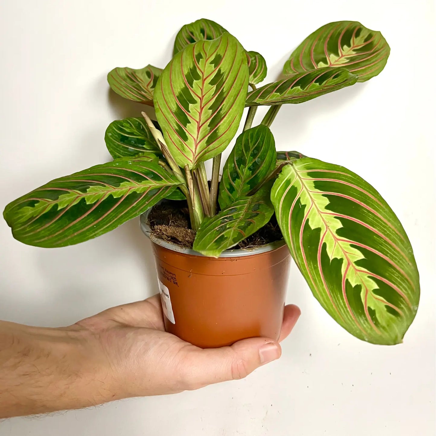 Maranta Leuconeura Fascinator Havre Vert
