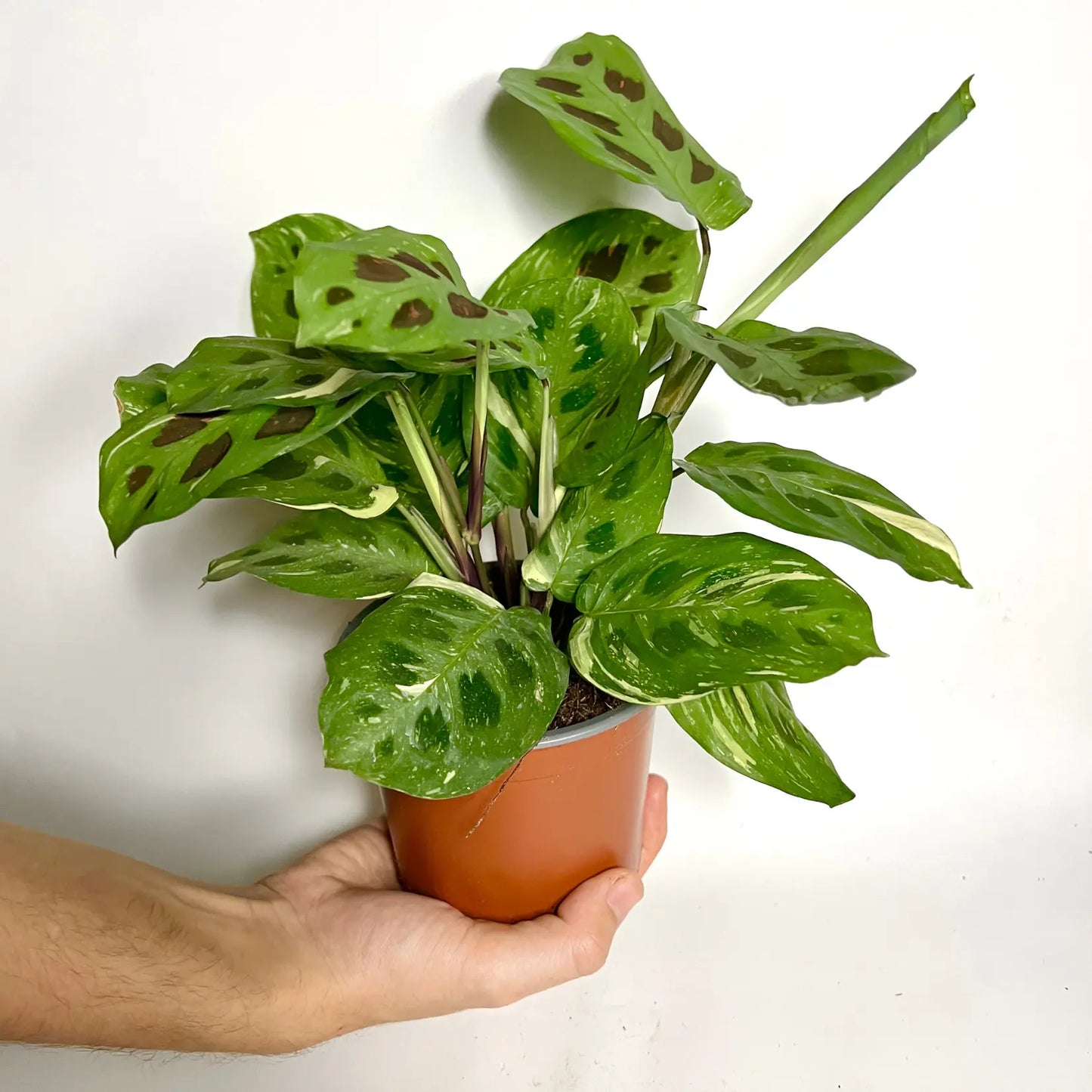 Maranta Leuconeura Kerchoveana Variegata Havre Vert