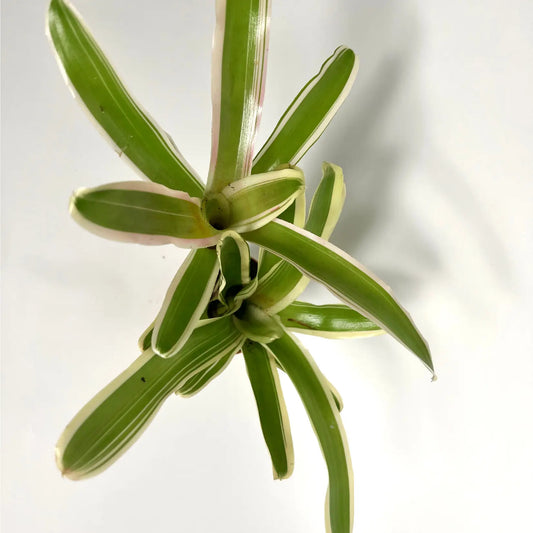 Neoregelia Fire Ball Variegata Havre Vert