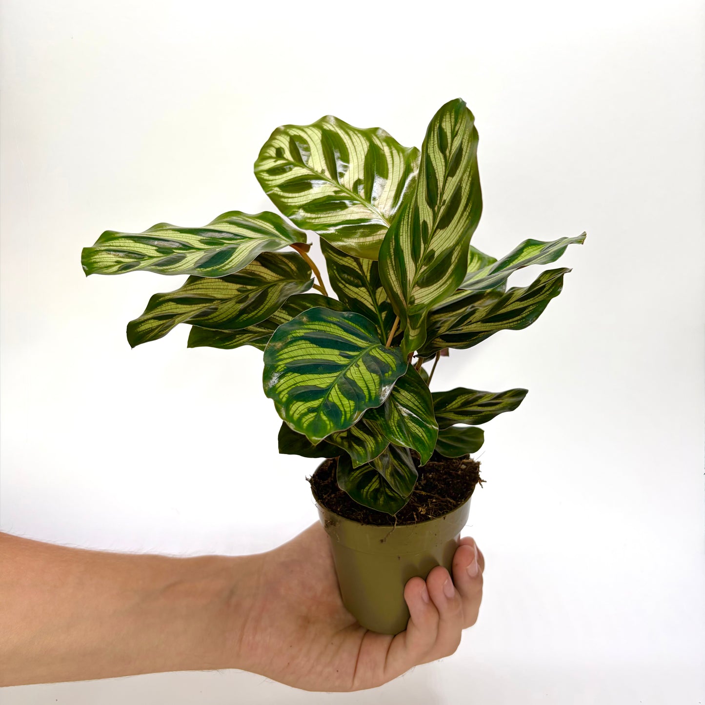 Calathea Makoyana