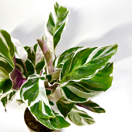 Calathea White Fusion