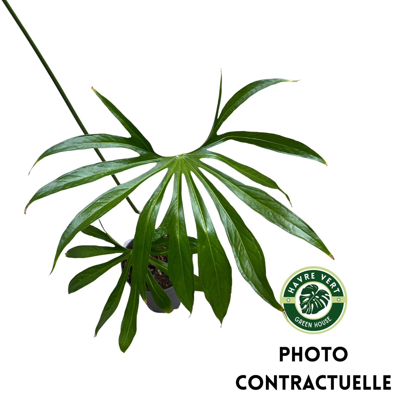 Anthurium Pedatoradiatum XL N°1