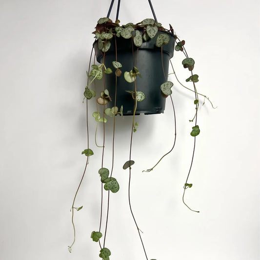 Ceropegia Woodii - Suspension Havre Vert