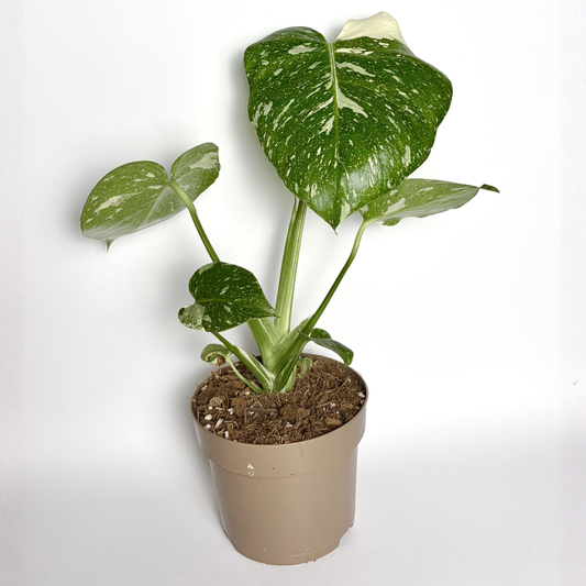 Monstera Deliciosa Thaï Constellation