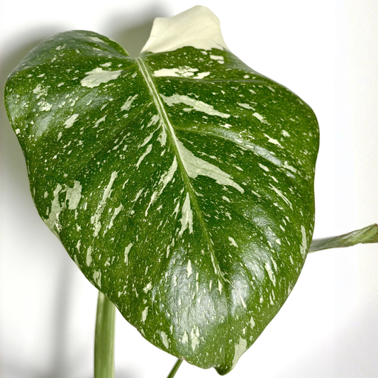 Monstera Deliciosa Thaï Constellation