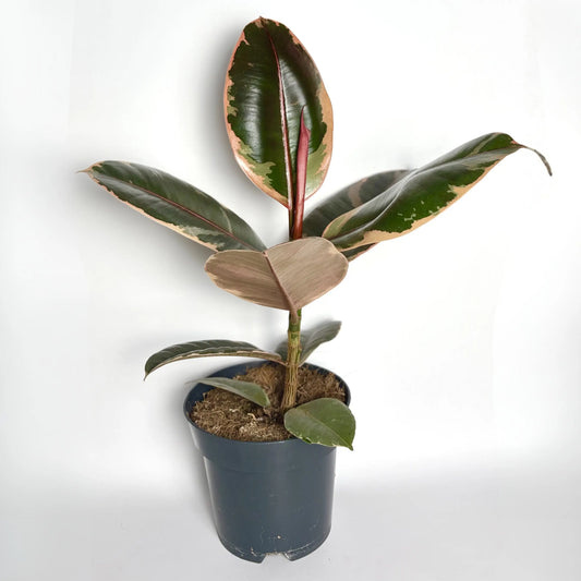 Ficus El Belize Havre Vert