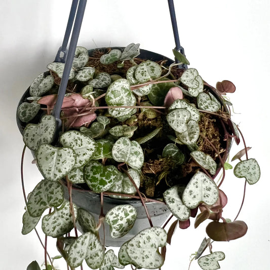 Ceropegia Woodii - Suspension Havre Vert
