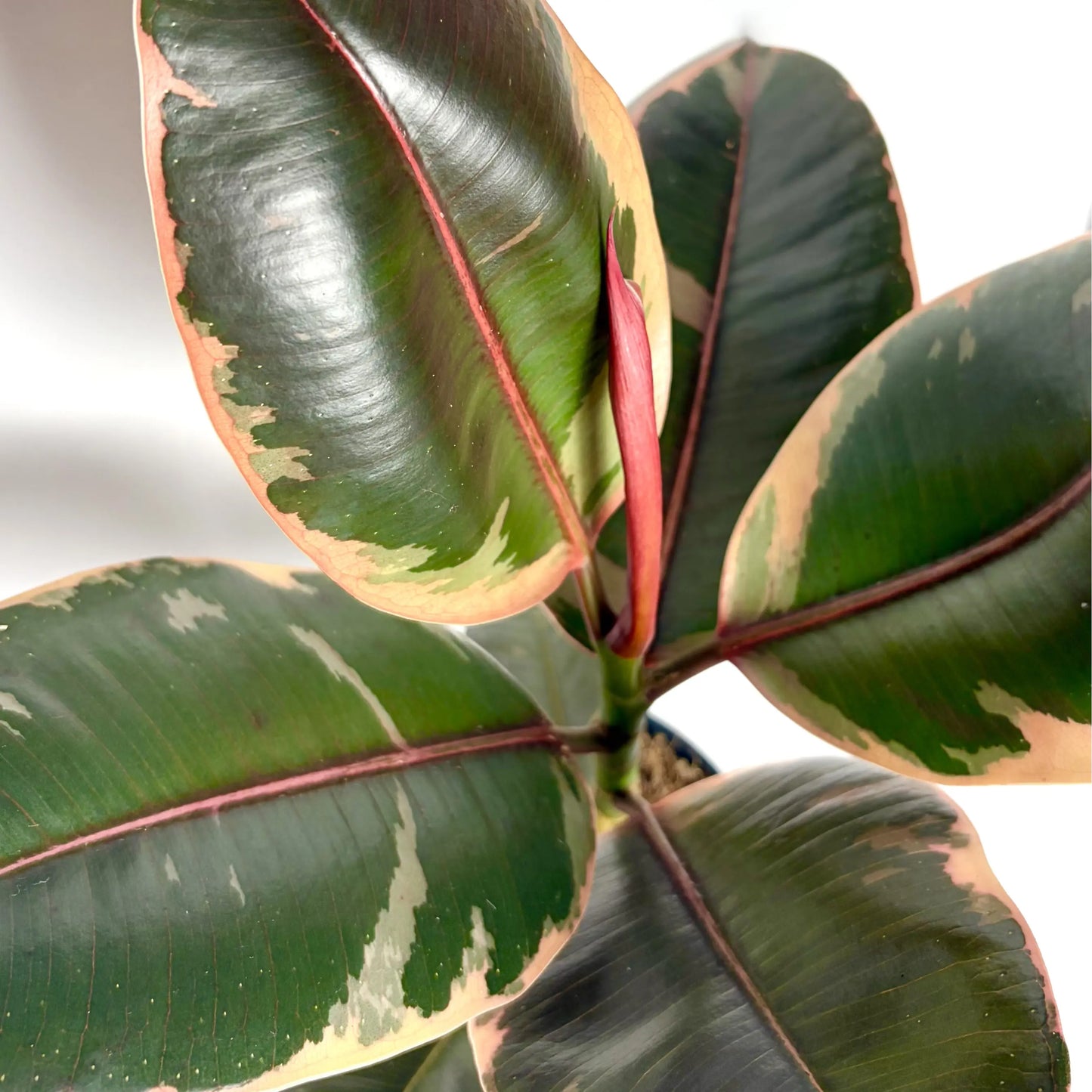 Ficus El Belize Havre Vert