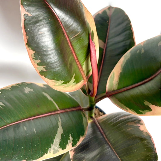 Ficus El Belize Havre Vert