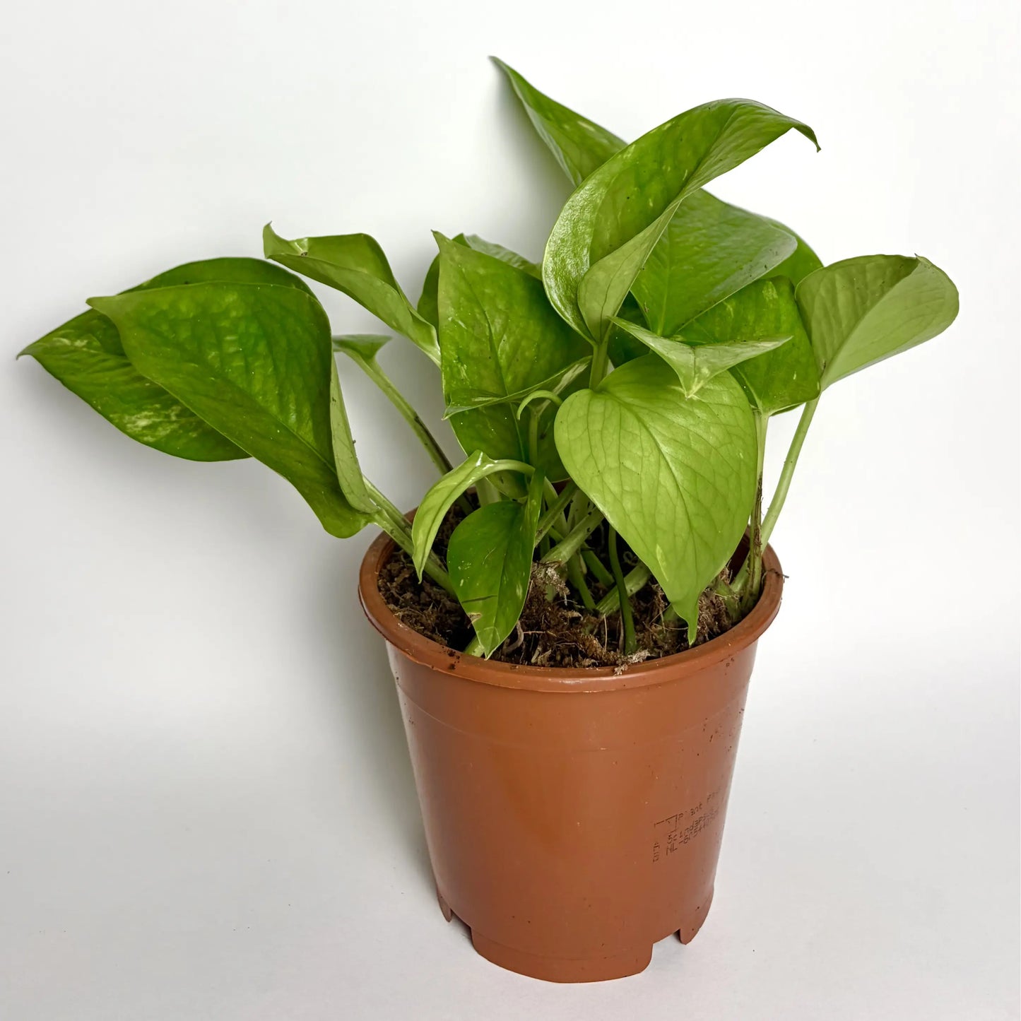 Epipremnum Pinnatum Aureum "Pothos" Havre Vert