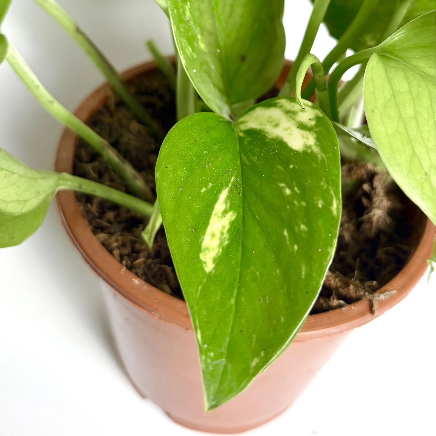 Epipremnum Pinnatum Aureum "Pothos" Havre Vert