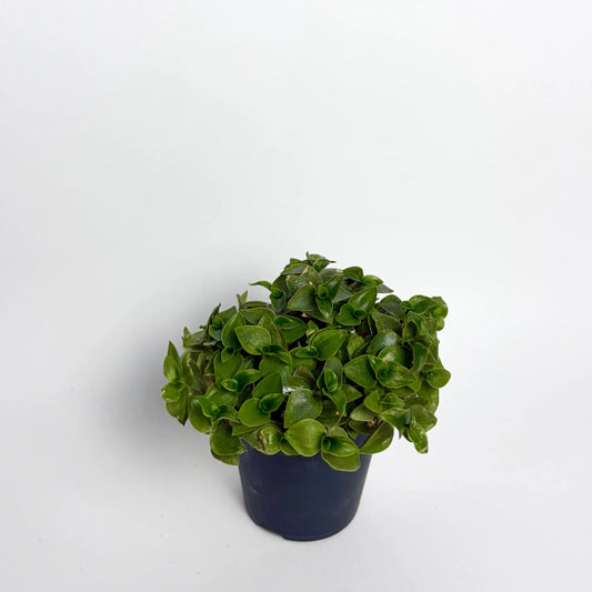 Callisia Repens - Baby Havre Vert