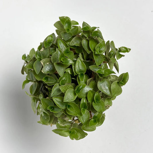 Callisia Repens - Baby Havre Vert