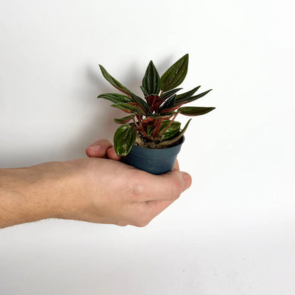 Peperomia Caperata Rosso - Baby Havre Vert