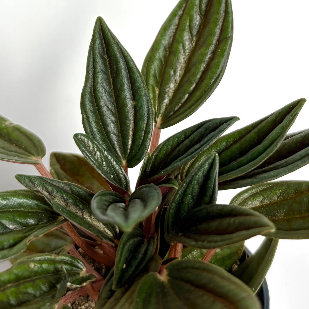 Peperomia Caperata Rosso - Baby Havre Vert