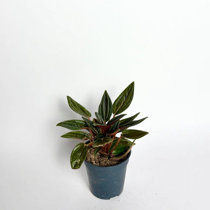 Peperomia Caperata Rosso - Baby Havre Vert