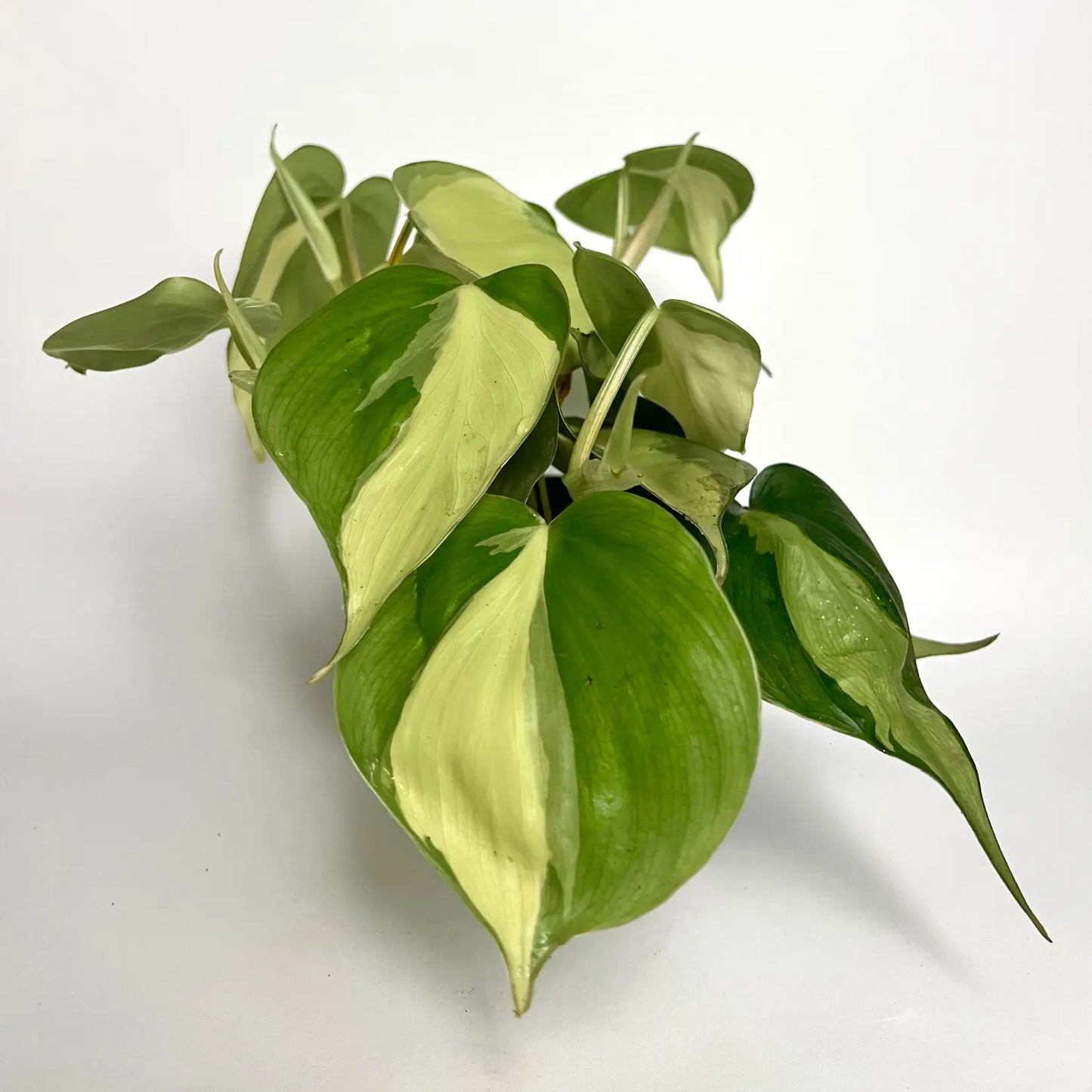 Philodendron Scandens "Brasil" Havre Vert
