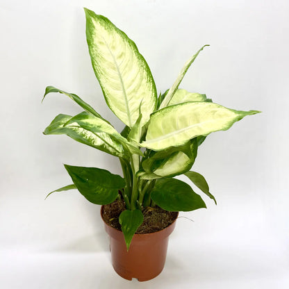 Dieffenbachia "Camilla" Havre Vert