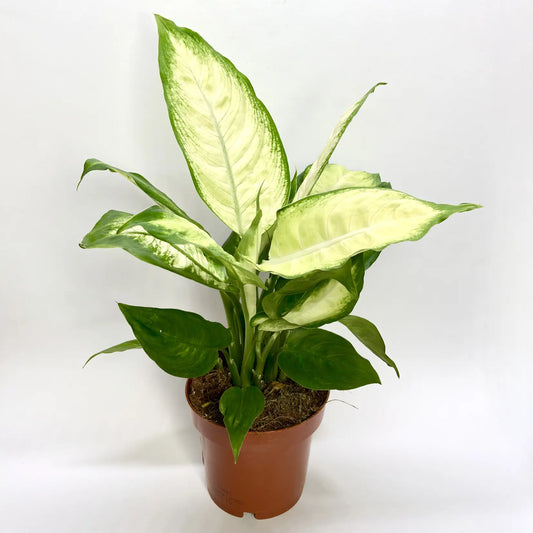 Dieffenbachia "Camilla" Havre Vert
